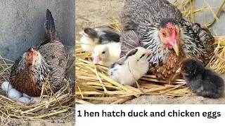 Egg hatching at home Naturally / one hen harvesting chicken and duck eggs hatching