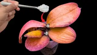 Miraculous! Orchids with Rotting and Yellowing Leaves Revive Instantly!