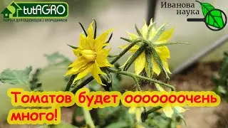 ОГРОМНЫЙ УРОЖАЙ ТОМАТОВ и БЕЗ БОРА! Просто делайте так и урожай томатов сразу увеличится.