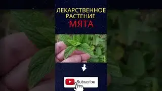 ЛЕКАРСТВЕННОЕ РАСТЕНИЕ Мята #Shorts