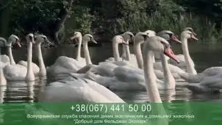 Спасение лебедей в Фельдман Экопарк / Swans salvage in Feldman Ecopark