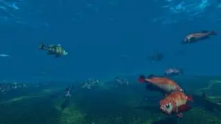 Underwater Fish Stock Footage Video - 3D Animation