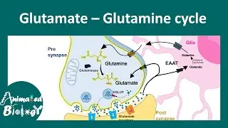 Glutamate-Glutamine cycle | Astrocyte in glutamate-glutamine metabolism