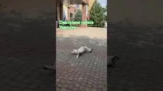 Счастливая собака Уральска #собака #уральск