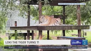 Loki the tiger turns 7 years old