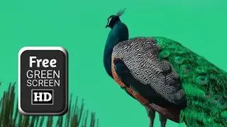 Peacock green screen video effects | Green screen peacock video | Green screen video