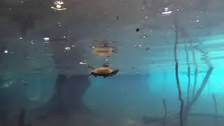 Morrison Springs