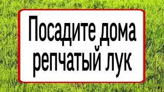 Посадите дома репчатый лук. | Тайна Жрицы |