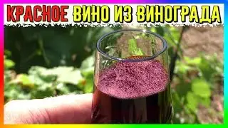 🍷 Красное Полусладкое Вино из Тёмных Сортов Винограда 🍇