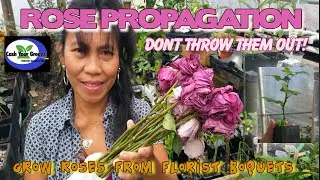 ROSE PROPAGATION / How to Root Florists Roses the Easy Way