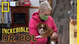 Treating Two Dogs with Leg Injuries | The Incredible Dr. Pol