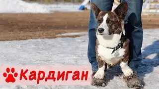 Вельш-корги кардиган | Характер, содержание и воспитание