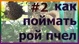 Как поймать пчелиный рой. Вторая серия. Как поймать пчел.