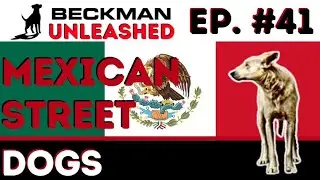 If you think the life of Mexican Street Dogs is hard, you wont believe who has is worse!