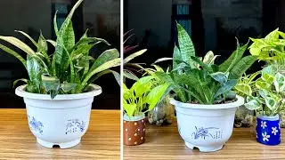 A simple way to have beautiful potted plants, helping to eliminate toxic gases in the house