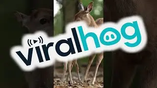 Mama Grooms Her Fawn || ViralHog