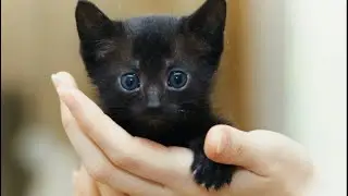 - Чёрная кошка - к несчастью! Избавься немедленно, или в приют отдай! – заявила мама