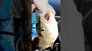 Итоги конкурса Константин Кузьмин против голавля на Волге! #fishing #рыбалка #shorts