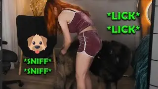 Bear Is A Naughty Doggo
