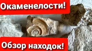 Обзор находок! Окаменелости! 300 миллеонов лет назад!