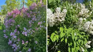 The Common Lilac | An Old Fashioned Favorite