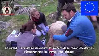 16 moutons morts