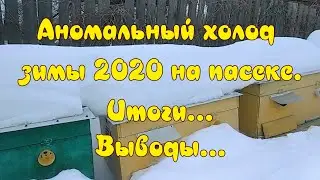 АНОМАЛЬНЫЙ ХОЛОД ЗИМЫ 2020 НА ПАСЕКЕ  ИТОГИ   ВЫВОДЫ