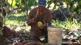 How do Farmers Split Cacao Pods?