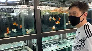 LIOW VIDEO: At Goldfish Palace Buying Ranchu 选购兰寿金鱼