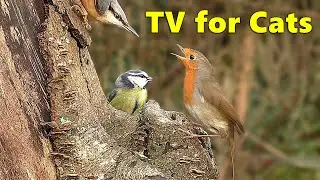 Cat TV ~ Birds for Cats to Watch in A Woodland Paradise ⭐ 8 HOURS ⭐