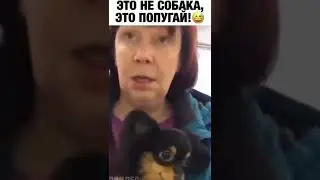 Это не собака, это попугай! #доброеутро #собака #попугай #взаимныелайки  #взаимнаяподписка