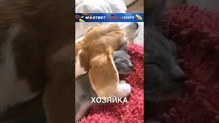 Котик спит с собачкой 🥰 #история #истории #новости #новость #shorts