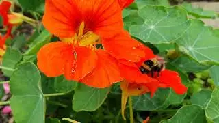 Footage. The bumblebee is very close. A bumblebee collects nectar. Bumblebee in a flower. 