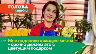 Голова садовая - Мне подарили орхидею мечты - срочно делаем это с цветущим подарком