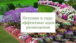 Как красиво посадить петунии в саду | на даче