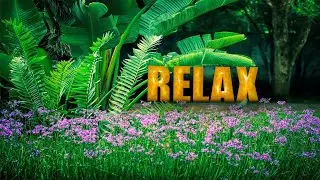 Relaxing Forest Sounds birds singing Nature Sounds