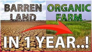 How to Transform Barren Land into an Organic Farm in Just 1 Year!