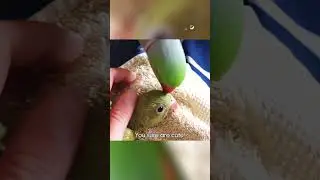 Papa Pets! | Pets Translated