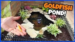 Building A Front-Yard Mini Pond!