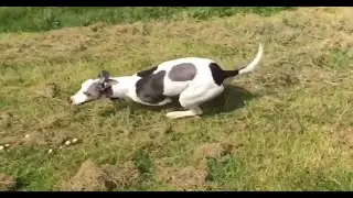 Whippet Dog running in slow motion