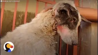 Dog with Mouth Wired Shut Rescued by the Perfect Person | The Dodo