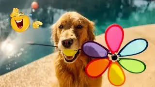 Best Of The 2025 Funny Animal Videos 😹🐶 Cat and Dog Videos That Don't Disappoint You.