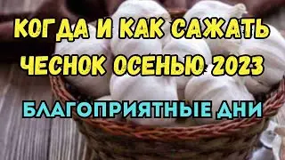 Когда и как сажать чеснок осенью 2023 года. Правила посадки чеснока осенью. Благоприятные дни