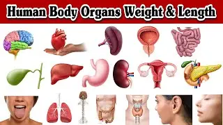 Human Body Organs Weight and Length