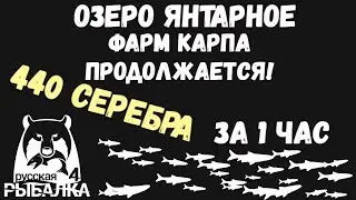 Разловили точку! Карпы зеркальные сменились карпами чешуйчатыми. Озеро янтарное. Русская рыбалка 4.