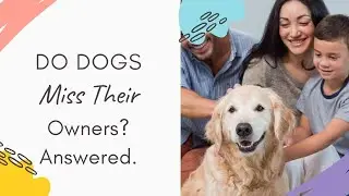 Do Dogs Miss Their Owners: Do dogs miss their owners when they're away?