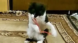 Мой кот от неё без ума/Игрушка для кошек/Наши маленькие пушистики/Котёнок Кузя