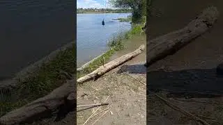 Карась на Днестре