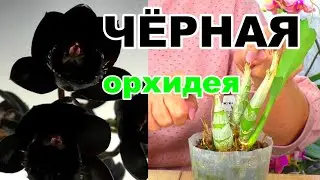 Самая Чёрная орхидея в мире - Катасетум - МОРКОВКА. Толумния - уход за орхидеей.