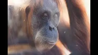 Orangutan Sound / Orangutan Voice / Monkey Sounds